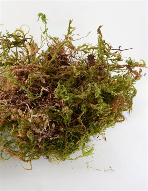 A Sphagnum Moss használata